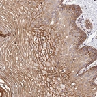 Anti-TRIM43 Antibody