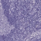 Immunohistochemical staining of human lymph node shows no positivity in non-germinal center cells as expected.