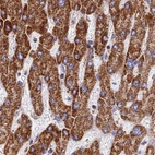 Immunohistochemical staining of human liver using Anti-ATP5H antibody HPA042777.