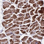 Immunohistochemical staining of human heart muscle using Anti-ATP5H antibody HPA042777.