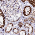 Immunohistochemical staining of human kidney using Anti-ATP5H antibody HPA042777.