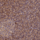 Immunohistochemical staining of human pancreas shows strong cytoplasmic positivity in exocrine glandular cells.