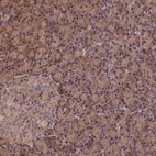 Immunohistochemical staining of human pancreas shows strong cytoplasmic positivity in exocrine glandular cells.