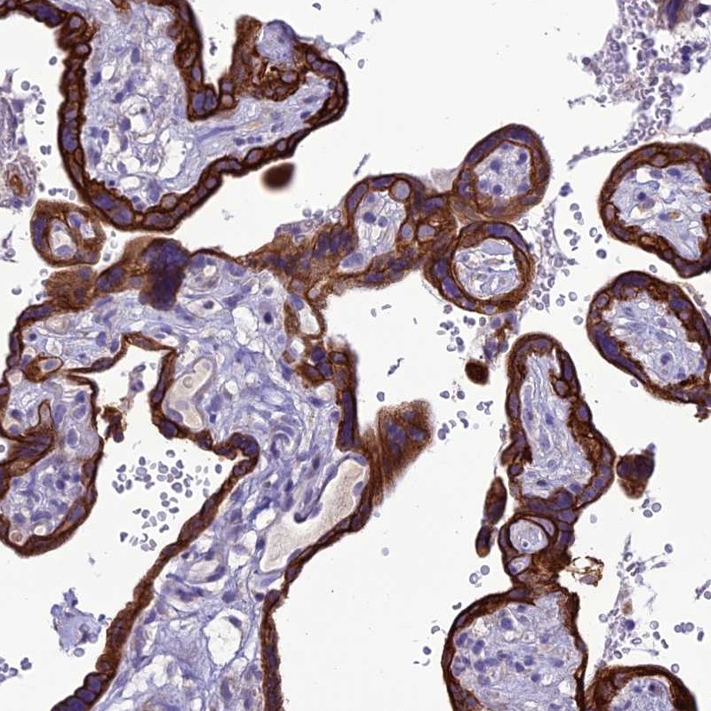 Anti-C20orf202 Antibody