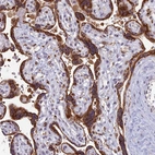 Immunohistochemical staining of human placenta shows strong granular cytoplasmic positivity in trophoblastic cells.