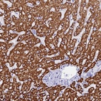 Anti-ISCA1 Antibody