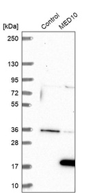Anti-MED10 Antibody