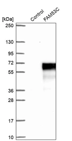 Western blot analysis in control (vector only transfected HEK293T lysate) and FAM53C over-expression lysate (Co-expressed with a C-terminal myc-DDK tag (~3.1 kDa) in mammalian HEK293T cells, LY413860).