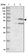 Anti-UNC93B1 Antibody