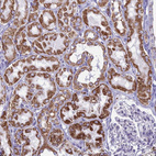 Anti-CBWD1 Antibody