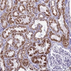 Anti-CBWD1 Antibody