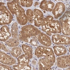 Anti-CWH43 Antibody