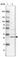Anti-KIAA1257 Antibody