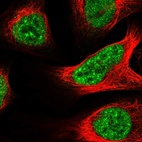 Immunofluorescent staining of human cell line U-2 OS shows localization to nuclear speckles.