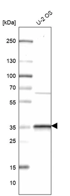 Western blot analysis in human cell line U-2 OS.
