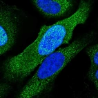 Immunofluorescent staining of human cell line U-2 OS shows localization to nucleoplasm & cytosol.