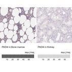 Anti-PADI4 Antibody