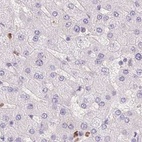 Immunohistochemical staining of human liver using Anti-PADI4 antibody HPA042825.
