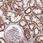 Anti-CDC16 Antibody