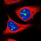 Immunofluorescent staining of human cell line U-2 OS shows localization to nucleoli.