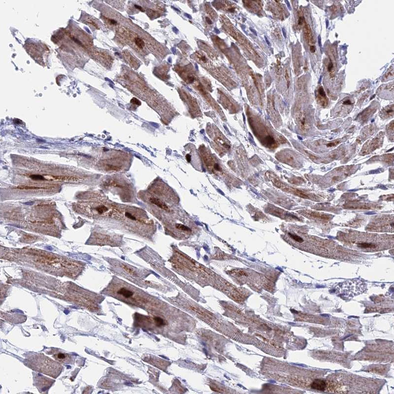 Anti-WDR83 Antibody