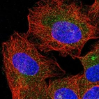 Immunofluorescent staining of human cell line U-2 OS shows localization to vesicles.