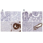 Immunohistochemical staining of human colon, kidney, liver and seminal vesicle using Anti-SEMG2 antibody HPA042835 (A) shows similar protein distribution across tissues to independent antibody HPA042767 (B).