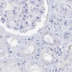 Immunohistochemical staining of human kidney using Anti-SEMG2 antibody HPA042835.