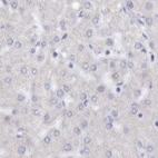 Immunohistochemical staining of human liver using Anti-SEMG2 antibody HPA042835.