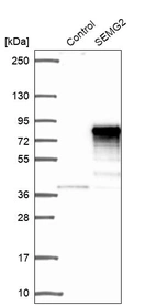 Western blot analysis in control (vector only transfected HEK293T lysate) and SEMG2 over-expression lysate (Co-expressed with a C-terminal myc-DDK tag (~3.1 kDa) in mammalian HEK293T cells, LY418963).