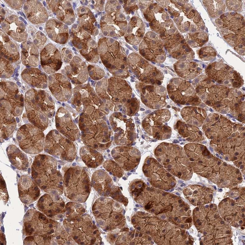 Anti-ARHGAP40 Antibody