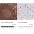 Anti-DENND1C Antibody