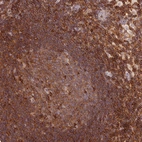 Immunohistochemical staining of human lymph node shows high expression.