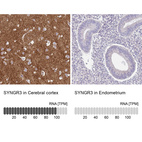 Anti-SYNGR3 Antibody