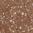 Anti-SYNGR3 Antibody