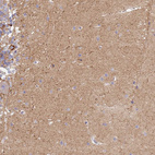 Anti-SYNGR3 Antibody