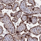 Immunohistochemical staining of human placenta shows strong nuclear positivity in trophoblastic cells.