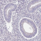 Immunohistochemical staining of human endometrium shows negative cytoplasmic positivity in glandular cells as expected.