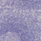 Immunohistochemical staining of human lymph node shows no positivity in non-germinal center cells as expected.