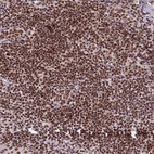 Immunohistochemical staining of human tonsil shows strong nuclear positivity in non-germinal center cells.