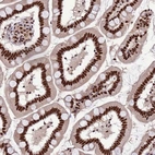 Immunohistochemical staining of human small intestine shows strong nuclear positivity in glandular cells.