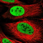 Immunofluorescent staining of human cell line U-2 OS shows localization to nucleoplasm.