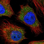 Immunofluorescent staining of human cell line HeLa shows localization to vesicles.