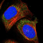 Immunofluorescent staining of human cell line U-2 OS shows localization to cytosol.