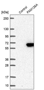 Western blot analysis in control (vector only transfected HEK293T lysate) and FAM126A over-expression lysate (Co-expressed with a C-terminal myc-DDK tag (~3.1 kDa) in mammalian HEK293T cells, LY403173).