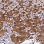 Immunohistochemical staining of human stomach shows moderate positivity in glandular cells.