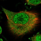 Immunofluorescent staining of human cell line U-251 MG shows localization to nuclear speckles & cytosol.