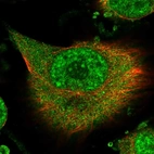 Immunofluorescent staining of human cell line U-251 MG shows localization to nuclear speckles & cytosol.