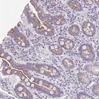 Immunohistochemical staining of human small intestine shows moderate cytoplasmic positivity in glandular cells