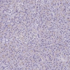 Immunohistochemical staining of human pancreas shows very weak granular cytoplasmic positivity in exocrine glandular cells.